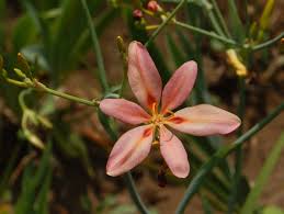Image result for Pardancanda norrisii