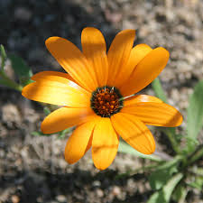 Image result for Dimorphotheca sinuata