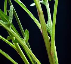 Image result for Diplotaxis tenuifolia