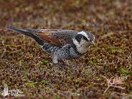 Image result for Turdus eunomus