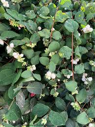 Attēlu rezultāti vaicājumam “Symphoricarpos albus”