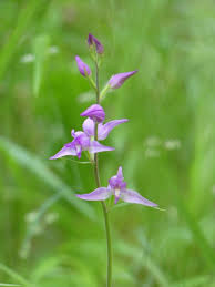Attēlu rezultāti vaicājumam “Cephalanthera rubra leaf”