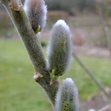 Attēlu rezultāti vaicājumam “Salix x doniana”