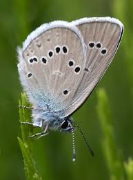Attēlu rezultāti vaicājumam “Cyaniris semiargus underside”