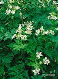 Image result for Myrrhis odorata