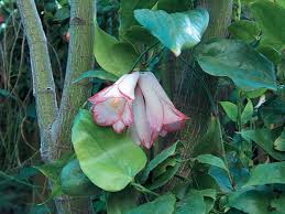 Attēlu rezultāti vaicājumam “xComagaria rosea  flower”