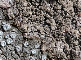 Attēlu rezultāti vaicājumam “Pertusaria coccodes”