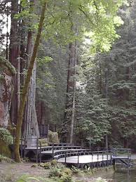 Image result for bohemian grove