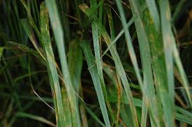 Attēlu rezultāti vaicājumam “Calamagrostis arundinacea leaf”