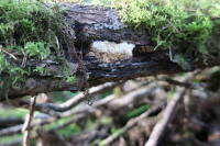 Attēlu rezultāti vaicājumam “Antrodia mellita”