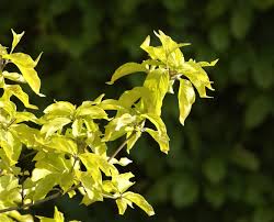 Attēlu rezultāti vaicājumam “Cornus mas”