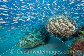 Image result for Epinephelus itajara