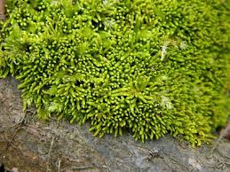 Attēlu rezultāti vaicājumam “Anomodon”