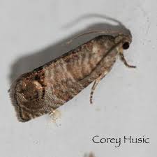 Attēlu rezultāti vaicājumam “Cydia pomonella”