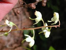 Attēlu rezultāti vaicājumam “Pyrola chlorantha”