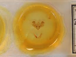 Attēlu rezultāti vaicājumam “Dypterygia scabriuscula”