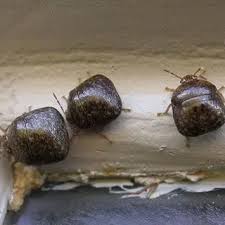 Attēlu rezultāti vaicājumam “Cribraria sp.”