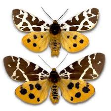 Attēlu rezultāti vaicājumam “Arctiidae”