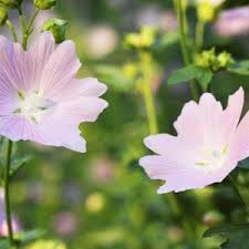 Image result for Malva sylvestris var. mauritiana