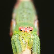 Attēlu rezultāti vaicājumam “Thomisidae”