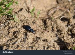 Attēlu rezultāti vaicājumam “Blaps mortisaga”