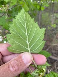 Attēlu rezultāti vaicājumam “Crataegus x macrocarpa leaf”