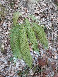 Attēlu rezultāti vaicājumam “Polystichum aculeatum”