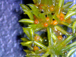 Attēlu rezultāti vaicājumam “Nitella sp.”