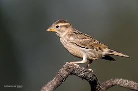 Image result for Petronia petronia