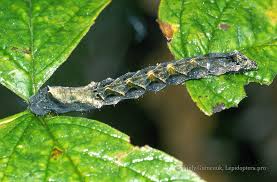 Attēlu rezultāti vaicājumam “Thyatira batis imago”