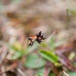 Attēlu rezultāti vaicājumam “Luzula campestris fruit”