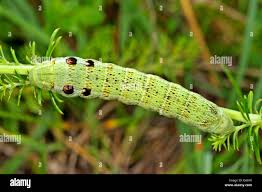 Attēlu rezultāti vaicājumam “Deilephila porcellus”