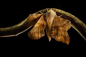 Attēlu rezultāti vaicājumam “Laothoe populi larva”