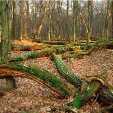 Attēlu rezultāti vaicājumam “Stemonitopsis subcaespitosa”