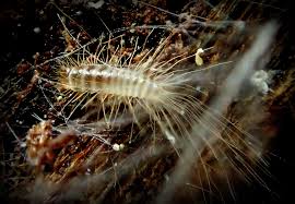 Attēlu rezultāti vaicājumam “Megatoma undata”