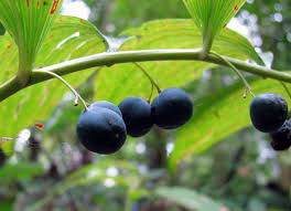 Attēlu rezultāti vaicājumam “Polygonatum odoratum fruit”