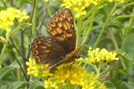 Attēlu rezultāti vaicājumam “Hamearis lucina underside”
