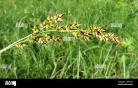 Attēlu rezultāti vaicājumam “Carex appropinquata”