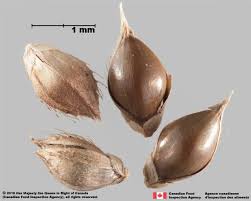 Attēlu rezultāti vaicājumam “Echinochloa crus-galli”