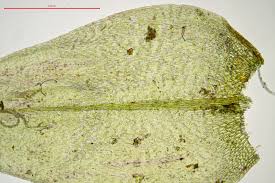 Attēlu rezultāti vaicājumam “Sciuro-hypnum curtum”