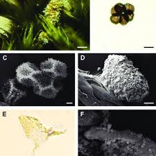 Attēlu rezultāti vaicājumam “Willkommlangea reticulata young”