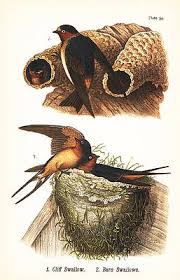 Attēlu rezultāti vaicājumam “Hirundo rustica nest”