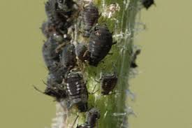 Attēlu rezultāti vaicājumam “Aphis fabae”