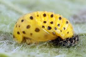 Attēlu rezultāti vaicājumam “Psyllobora vigintiduopunctata larva”