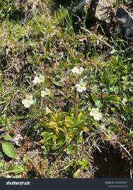Attēlu rezultāti vaicājumam “Pinguicula alpina flower”