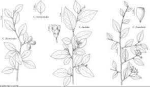 Attēlu rezultāti vaicājumam “Cotoneaster divaricatus”