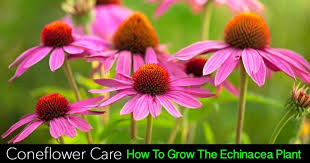 Image result for Echinacea Lustre hybrids