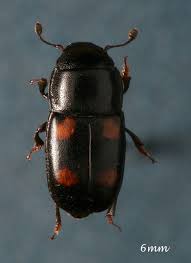 Attēlu rezultāti vaicājumam “Glischrochilus hortensis”