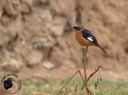 Image result for Phoenicurus moussieri