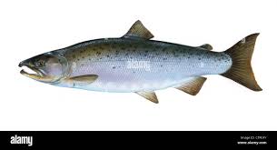 Image result for Oncorhynchus
